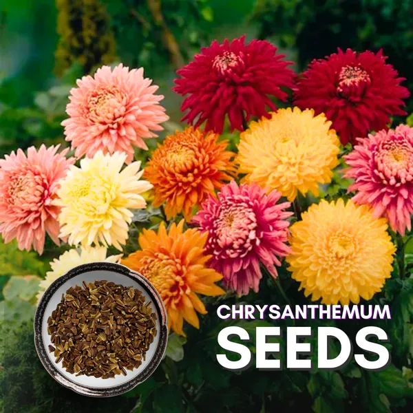Green_Paradise_Chrysanthemum_Flower_Seeds_Pack_Default_Title