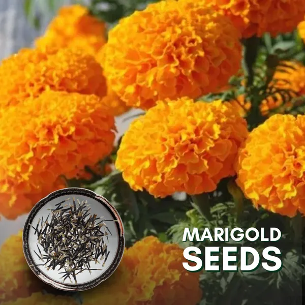 Green_Paradise_Marigold_Flower_Seeds_Pack_Default_Title
