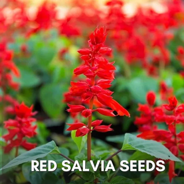 Green_Paradise_Red_Salvia_Flower_Seeds_Pack_Default_Title