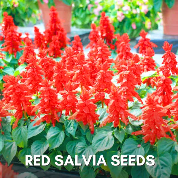 Green_Paradise_Red_Salvia_Flower_Seeds_Pack_Default_Title