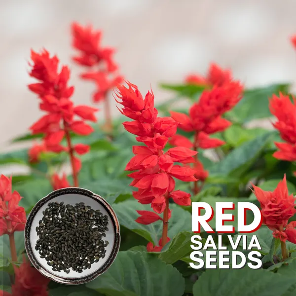Green_Paradise_Red_Salvia_Flower_Seeds_Pack_Default_Title