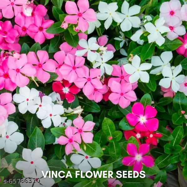 Green_Paradise_Vinca_Flower_Improved_Seeds_Pack_Default_Title