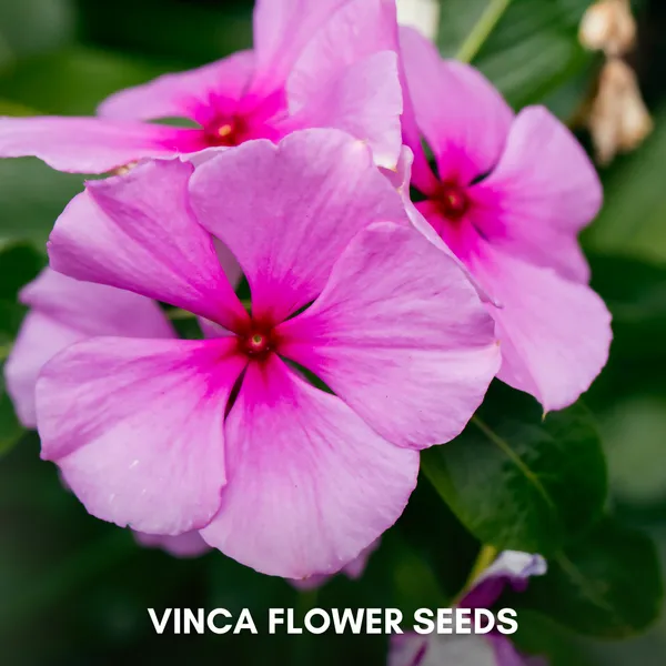 Green_Paradise_Vinca_Flower_Improved_Seeds_Pack_Default_Title