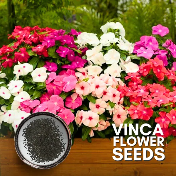 Green_Paradise_Vinca_Flower_Improved_Seeds_Pack_Default_Title