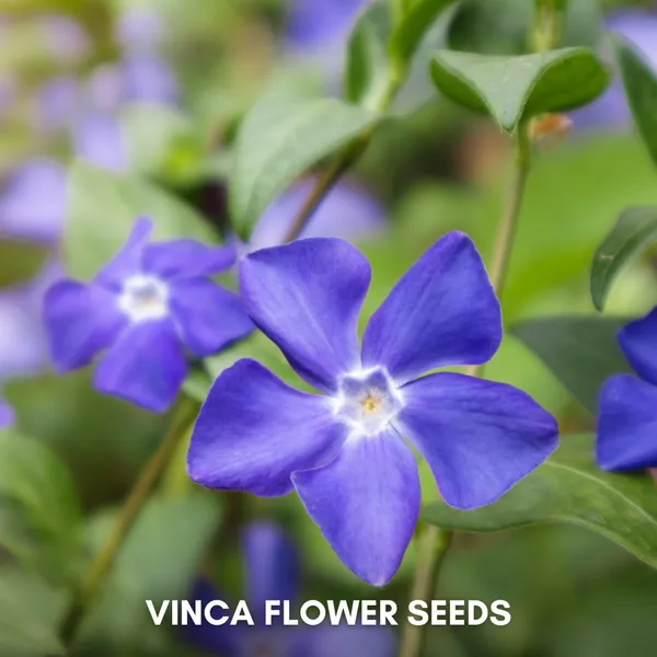 Green_Paradise_Vinca_Flower_Improved_Seeds_Pack_Default_Title
