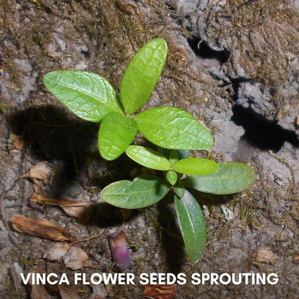 Green_Paradise_Vinca_Flower_Improved_Seeds_Pack_Default_Title