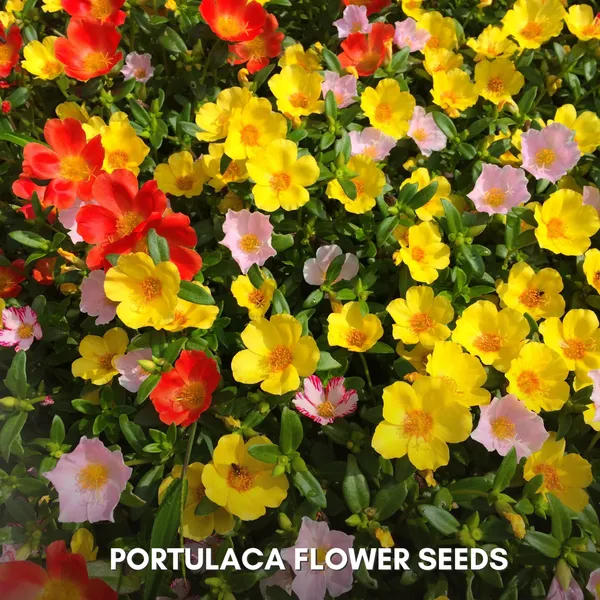Green_Paradise_Portulaca_Hybrid_Seeds_Pack_Default_Title