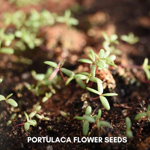 Green_Paradise_Portulaca_Hybrid_Seeds_Pack_Default_Title