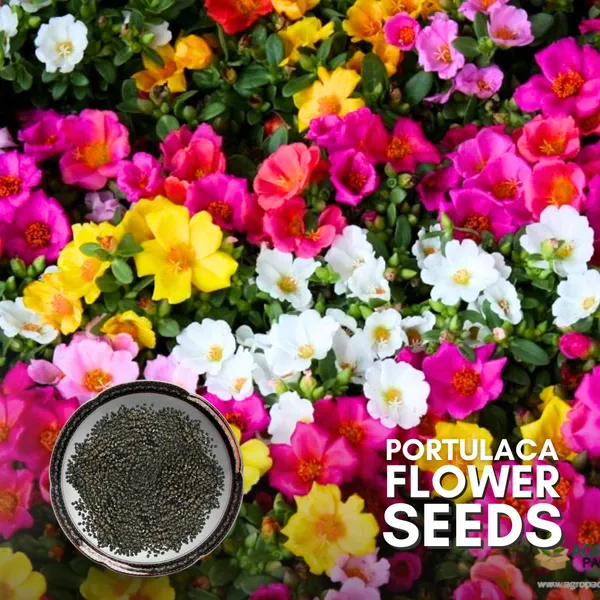 Green_Paradise_Portulaca_Hybrid_Seeds_Pack_Default_Title
