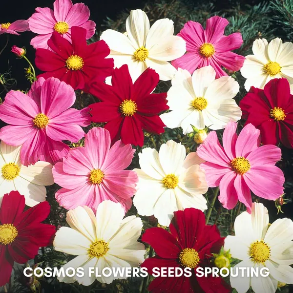 Green_Paradise_Cosmos_Mix_Flower_Seeds_Pack_Default_Title