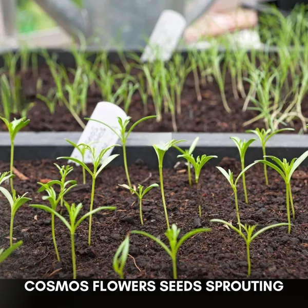 Green_Paradise_Cosmos_Mix_Flower_Seeds_Pack_Default_Title