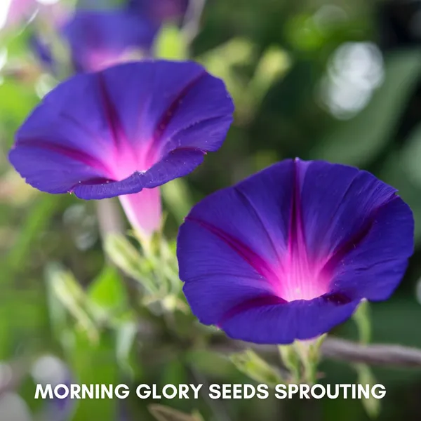 Green_Paradise_Morning_Glory_Improved_Seeds_Pack_Default_Title