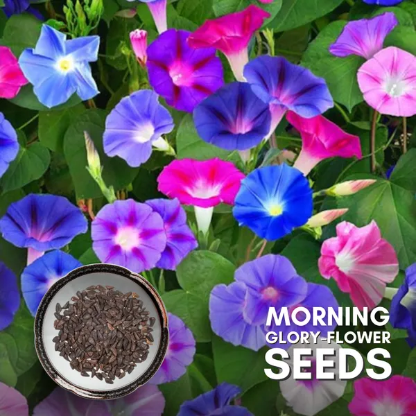 Green_Paradise_Morning_Glory_Improved_Seeds_Pack_Default_Title