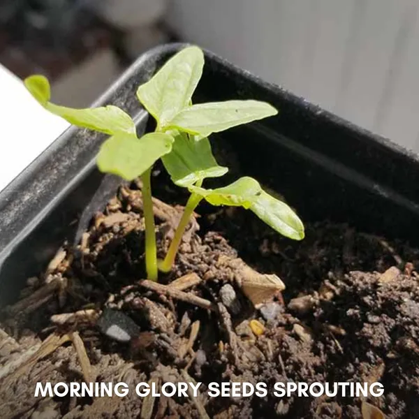 Green_Paradise_Morning_Glory_Improved_Seeds_Pack_Default_Title
