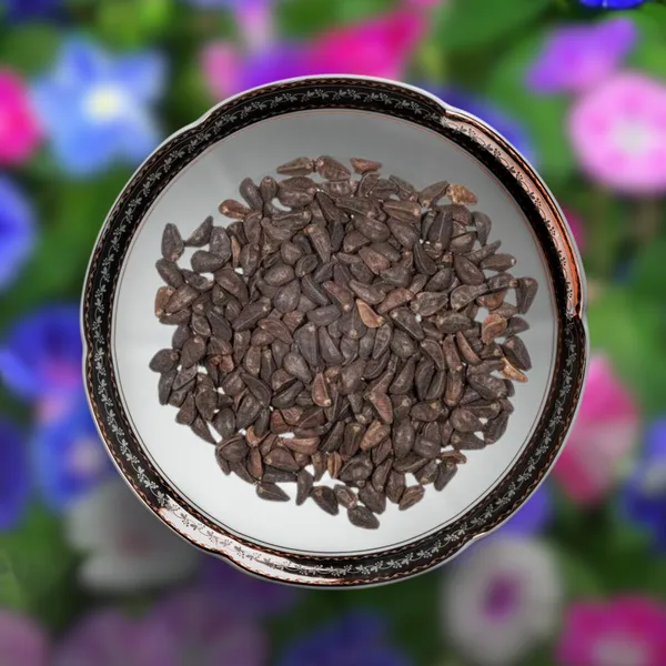Green_Paradise_Morning_Glory_Improved_Seeds_Pack_Default_Title