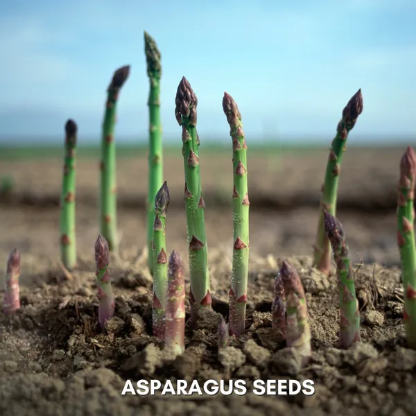 Green_Paradise_Asparagus_Imp_Seeds_Pack_Default_Title