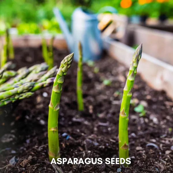 Green_Paradise_Asparagus_Imp_Seeds_Pack_Default_Title