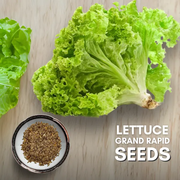 Green_Paradise_Lettuce_Green_Rapid_Seeds_Pack_Default_Title