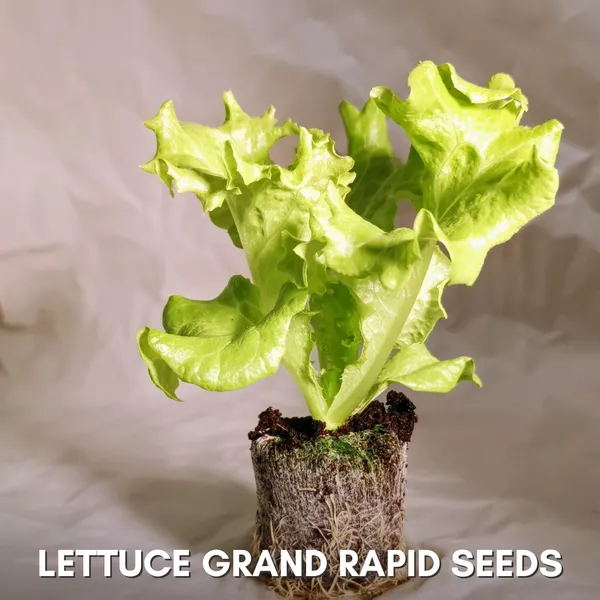 Green_Paradise_Lettuce_Green_Rapid_Seeds_Pack_Default_Title