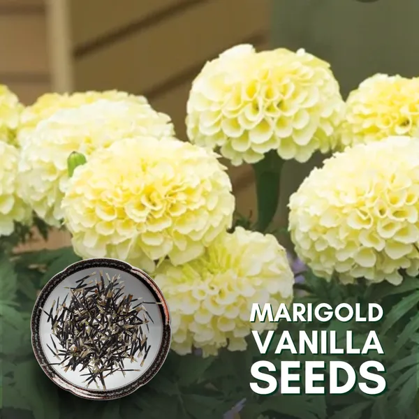 Green_Paradise_Marigold_Vanilla_Hybrid_Seeds_Pack_Default_Title