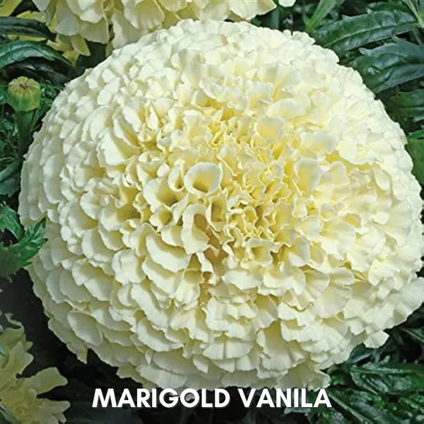 Green_Paradise_Marigold_Vanilla_Hybrid_Seeds_Pack_Default_Title
