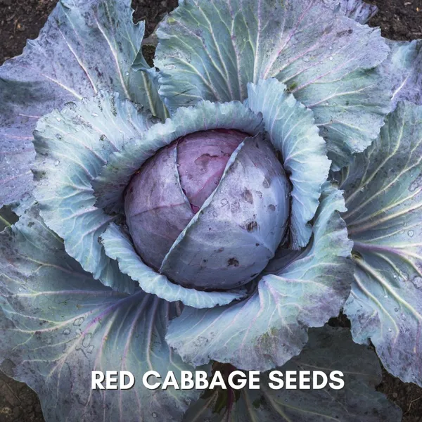 Green_Paradise_Red_Cabbage_F1_Hybrid_Seeds_Pack_Default_Title