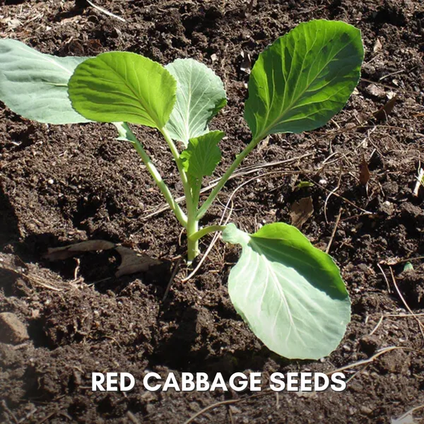 Green_Paradise_Red_Cabbage_F1_Hybrid_Seeds_Pack_Default_Title
