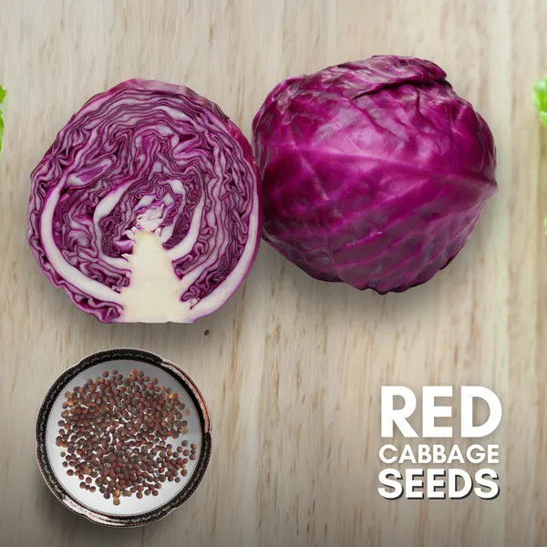 Green_Paradise_Red_Cabbage_F1_Hybrid_Seeds_Pack_Default_Title