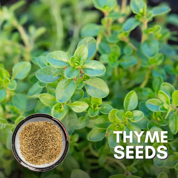 Green_Paradise_Thyme_Imp_Herbs_Seeds_Pack_Default_Title