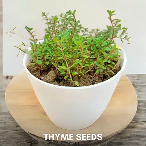 Green_Paradise_Thyme_Imp_Herbs_Seeds_Pack_Default_Title