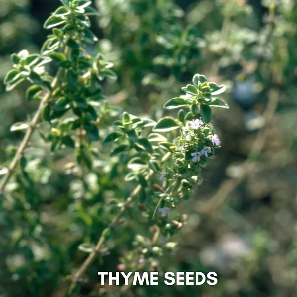 Green_Paradise_Thyme_Imp_Herbs_Seeds_Pack_Default_Title
