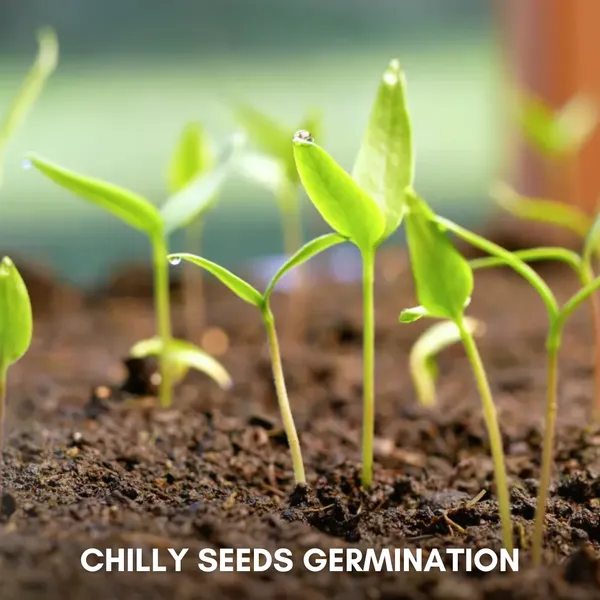 Green_Paradise_Chilly_F1_Hybrid_Seeds_Pack_Default_Title