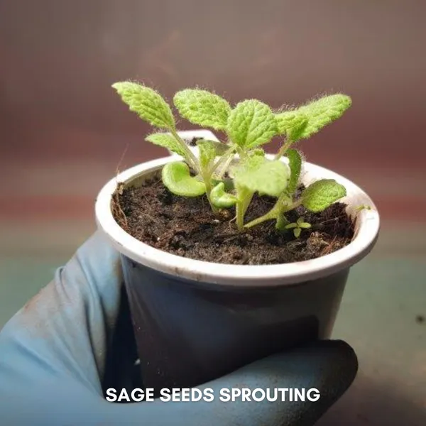 Green_Paradise_Imported_Sage_Seeds_Aromatic_Culinary_Herb_For_Garden_Pots_Default_Title