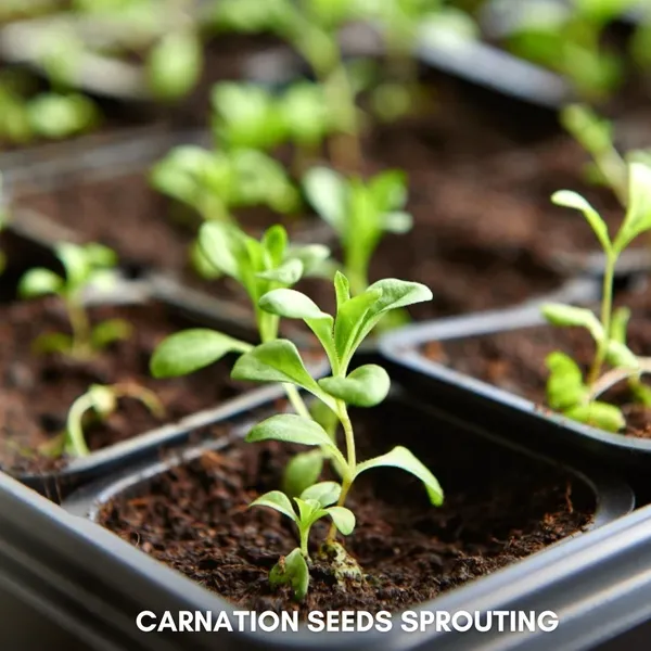 Green_Paradise_Carnation_Seeds_Pack_Default_Title