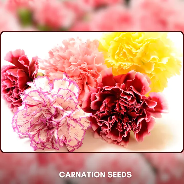Green_Paradise_Carnation_Seeds_Pack_Default_Title