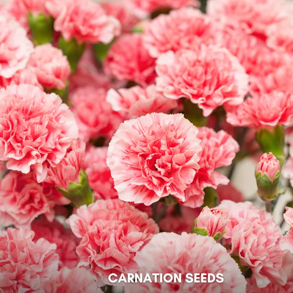 Green_Paradise_Carnation_Seeds_Pack_Default_Title