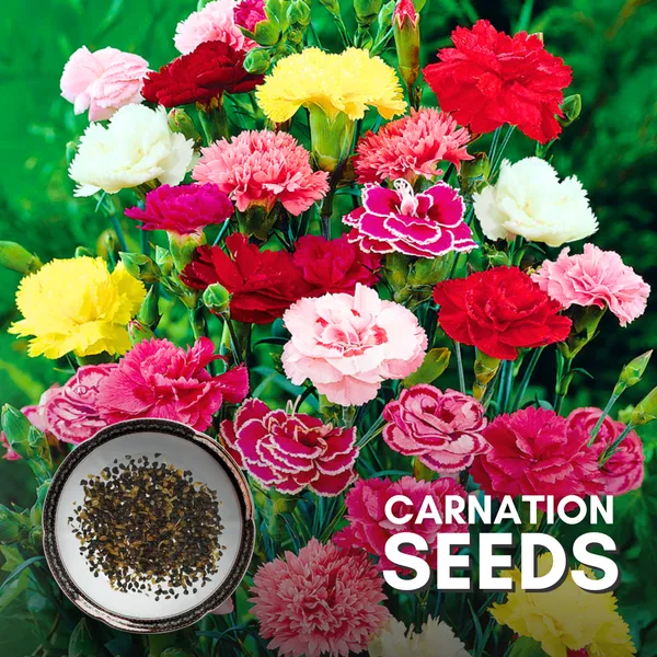 Green_Paradise_Carnation_Seeds_Pack_Default_Title
