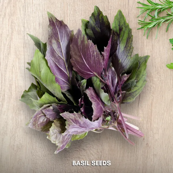 Green_Paradise_Basil_Seeds_Pack_Default_Title