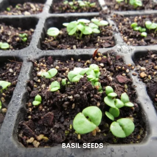 Green_Paradise_Basil_Seeds_Pack_Default_Title