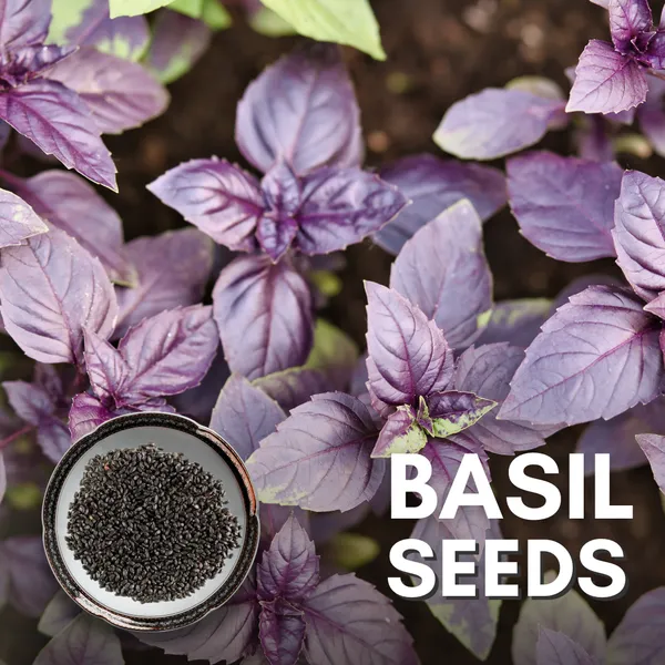 Green_Paradise_Basil_Seeds_Pack_Default_Title