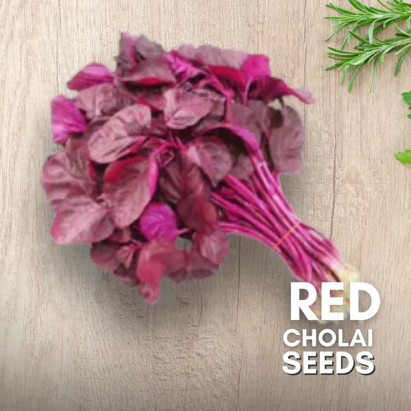 Green_Paradise_Red_Cholai_F1_Hybrid_Seeds_Pack_Default_Title