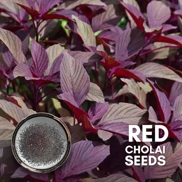 Green_Paradise_Red_Cholai_F1_Hybrid_Seeds_Pack_Default_Title