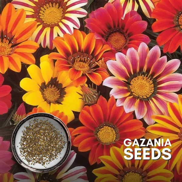 Green_Paradise_Gazania_Improved_Seeds_Pack_Default_Title