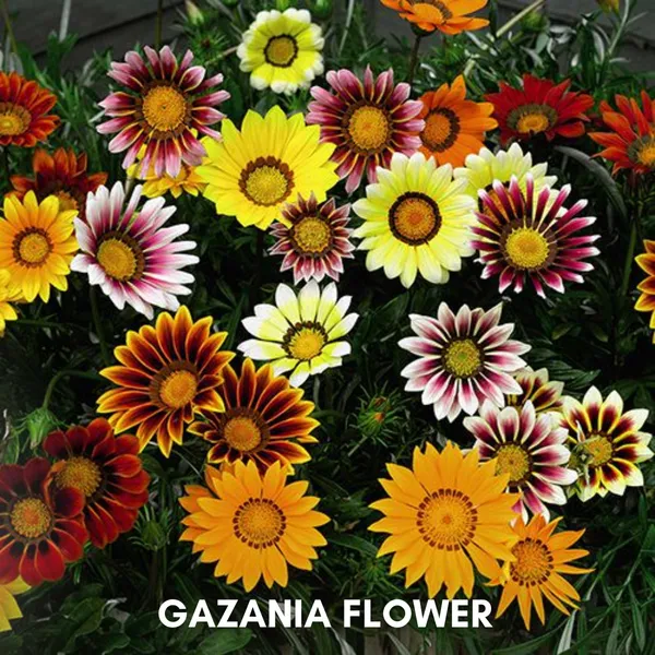Green_Paradise_Gazania_Improved_Seeds_Pack_Default_Title