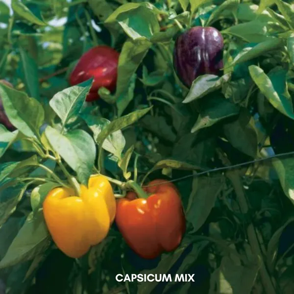 Green_Paradise_Capsicum_Mix_F1_Hybrid_Seeds_Pack_Default_Title