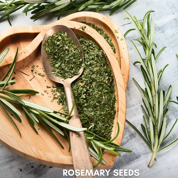 Green_Paradise_Rosemary_Imp_Seeds_Pack_Default_Title