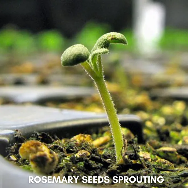 Green_Paradise_Rosemary_Imp_Seeds_Pack_Default_Title