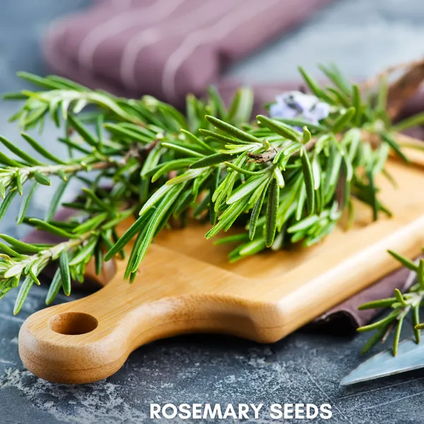 Green_Paradise_Rosemary_Imp_Seeds_Pack_Default_Title