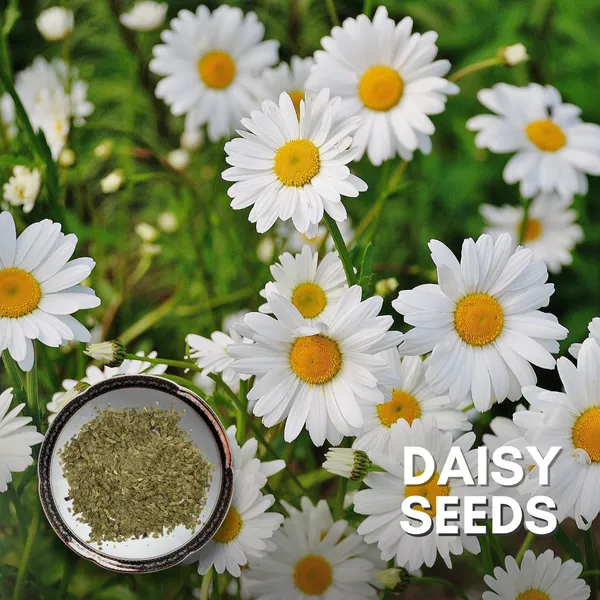 Green_Paradise_Daisy_Flowers_Imp_Seeds_Pack_Default_Title