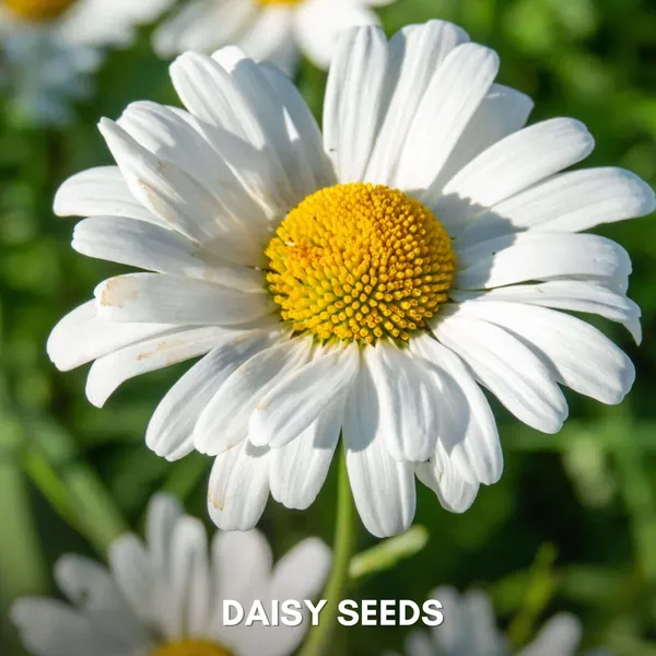 Green_Paradise_Daisy_Flowers_Imp_Seeds_Pack_Default_Title
